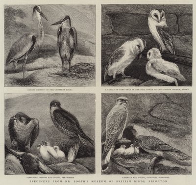 Especímenes del Museo de Aves Británicas del Sr. Booth, Brighton de Alfred Chantrey Corbould